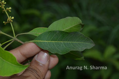 Chionanthus ramiflorus